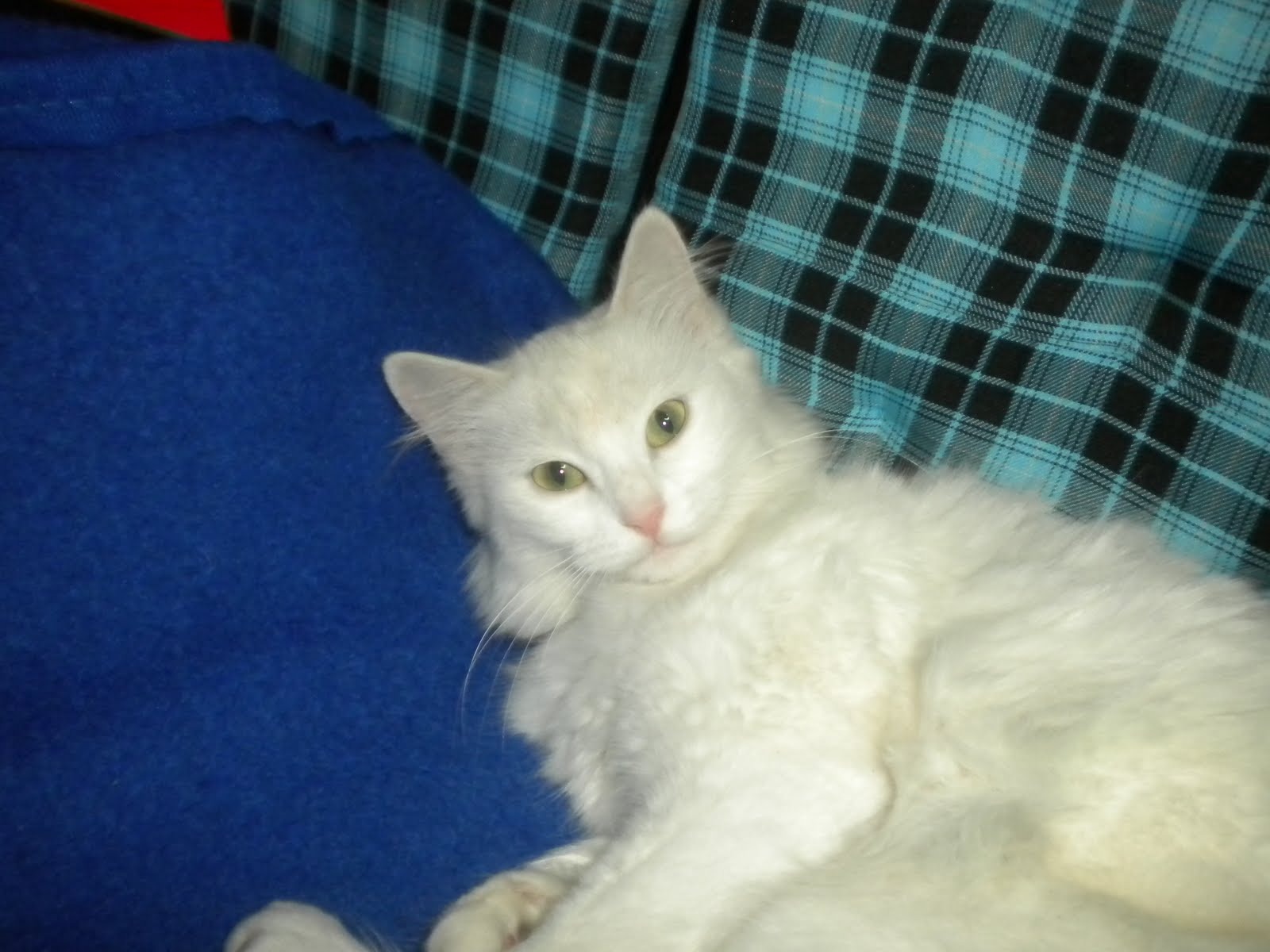 TüTü Kedi pazarı gibi&hellip;.