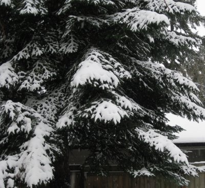 [snow+03.jpg]