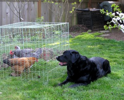 [chickens+02.jpg]