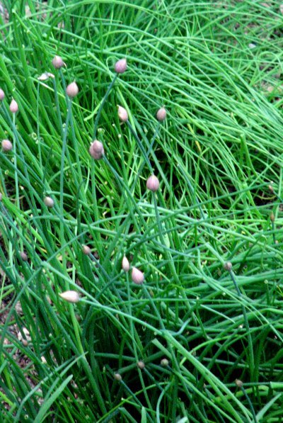 [May+garden+06.jpg]