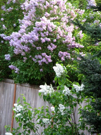 [May+garden+07.jpg]