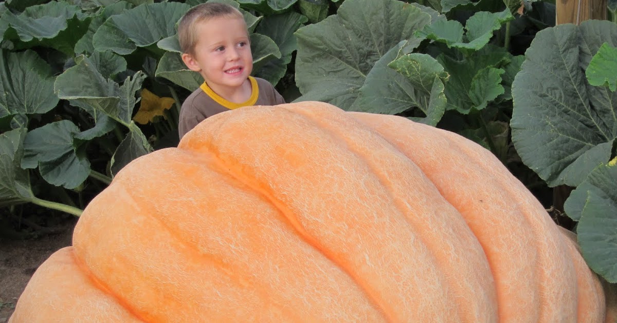 Giant Pumpkin Growing Tips From The Pumpkin Man: A New Milestone