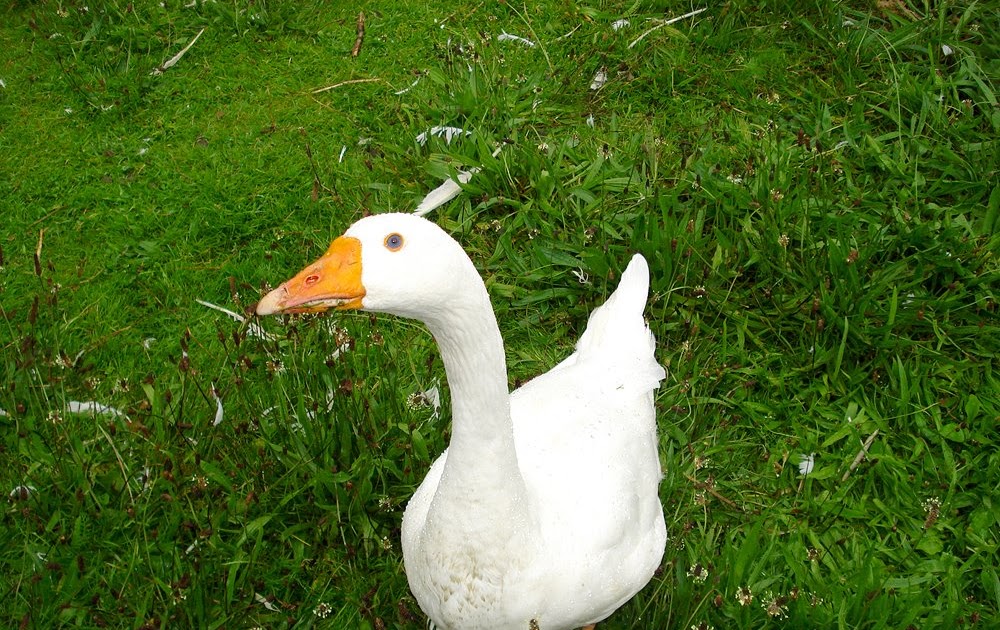 Real Food My Way: My Goose is Cooked Real Food My Way: My Goose is Cooked