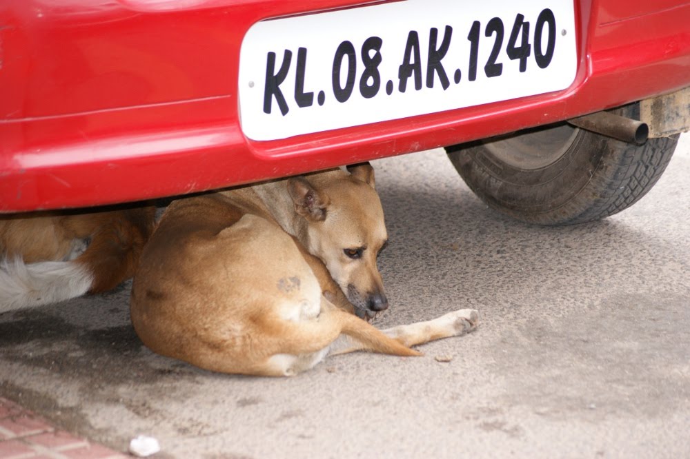 Bangalorious Dogs Under Car