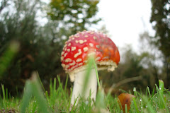 champignon joli!mais pas bon