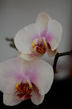 Orkideer