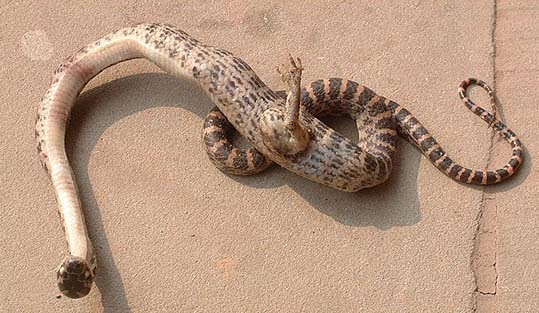 [cobra+pata.jpg]