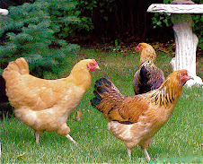 Three Swingin' Chicks