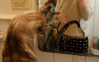 Pierre the cat mirroring