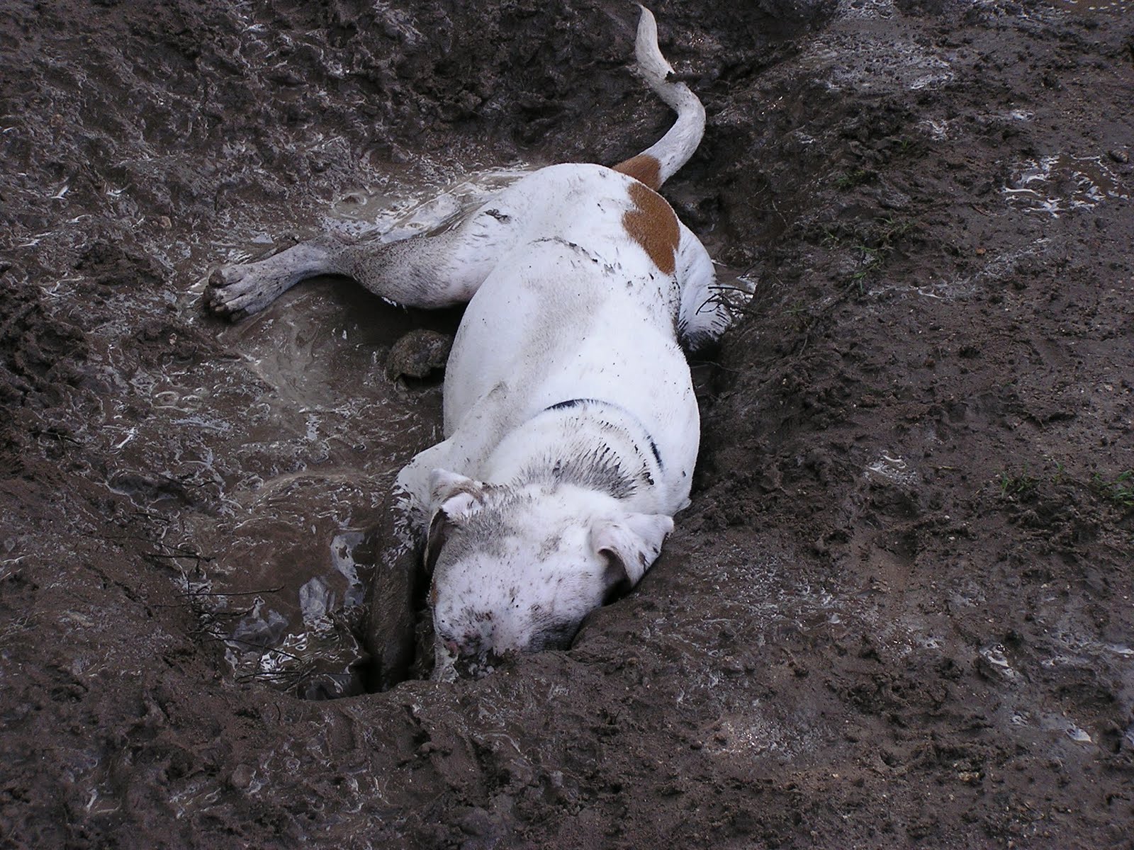 Dirty Dogs Have More Fun Dirty Dogs Get REALLY Dirty!