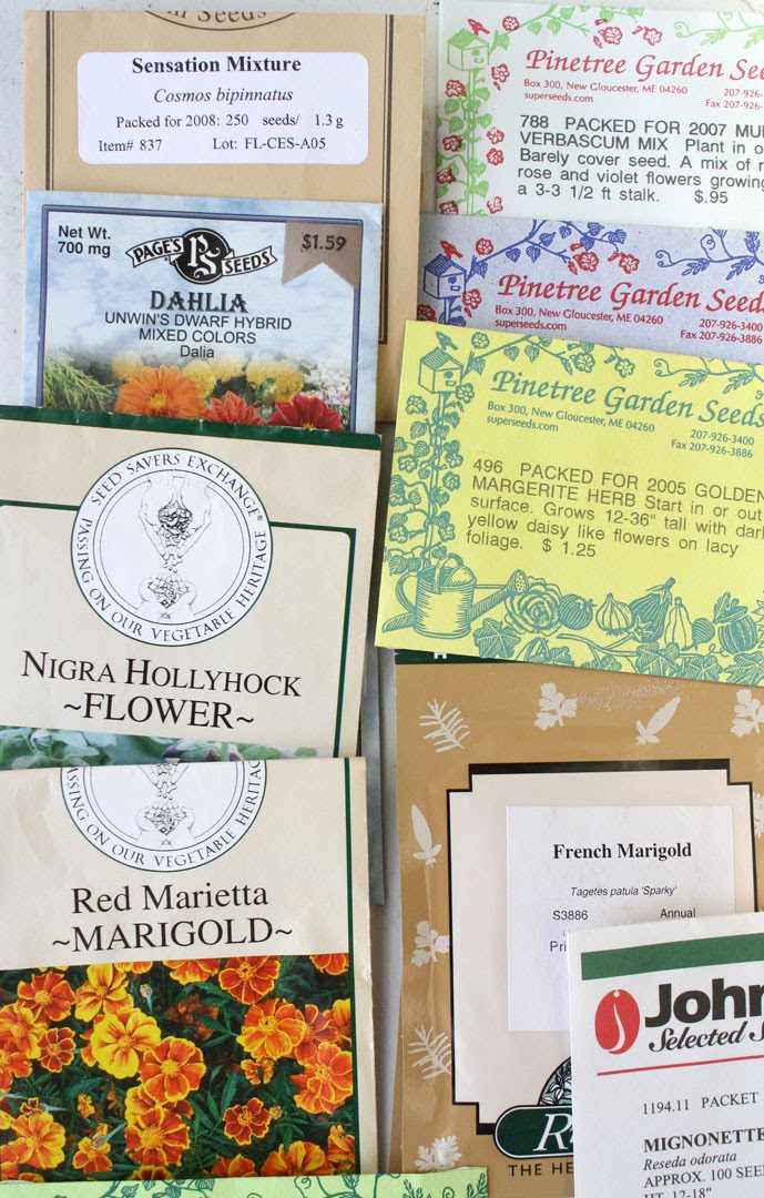 oklahoma tinctoria Seed to Skein 2010 Dye Garden Project, Oklahoma