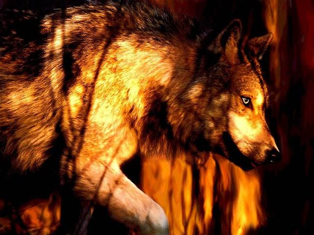 https://4.bp.blogspot.com/_1tuFRR-F61M/Swf-Z7mvPJI/AAAAAAAABk8/YZU7kSJgzUA/s1600/hunting+wolf.jpg