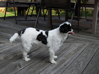 Japanese Chin Short Hair