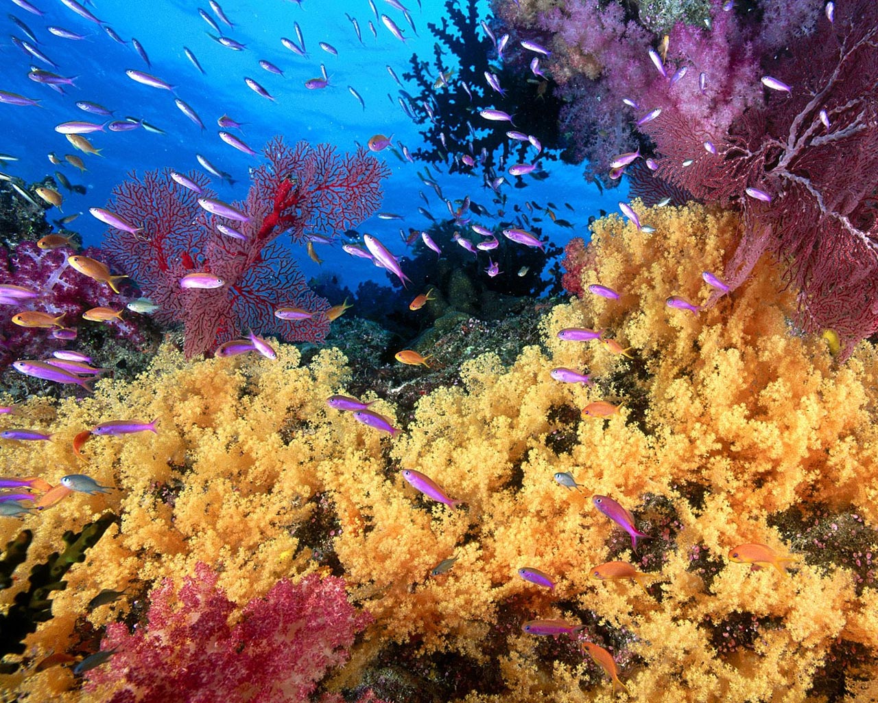http://4.bp.blogspot.com/_1v9-uzlqkzY/S6_xi1iDdhI/AAAAAAAAQm0/sfKdex9OqTo/s1600/corales%2Bfondos-marinos-corales-1280.jpg
