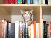 Bookish Kitty, Too
