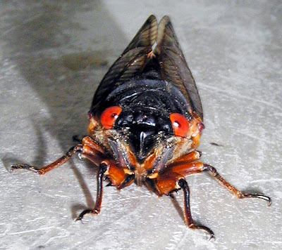 https://4.bp.blogspot.com/_1xQeOPE9ePU/Rhu1fvWIjXI/AAAAAAAAAN0/Sz42G4NtkJ8/s400/Cicada.jpg