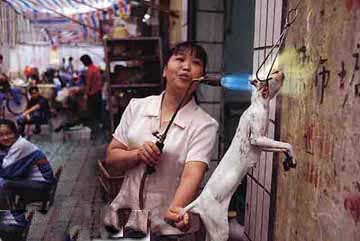 stray+cats+in+China.JPEG