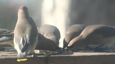 cedar waxwings cedar waxwings