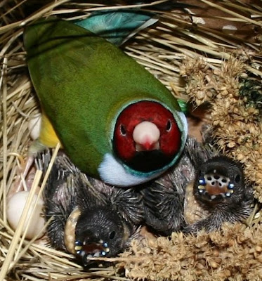 Lake Life: More gouldian finches