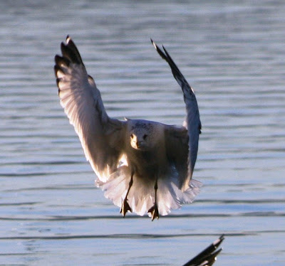 gulls on Lake Gaston