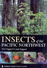 Northwest Native Insects
