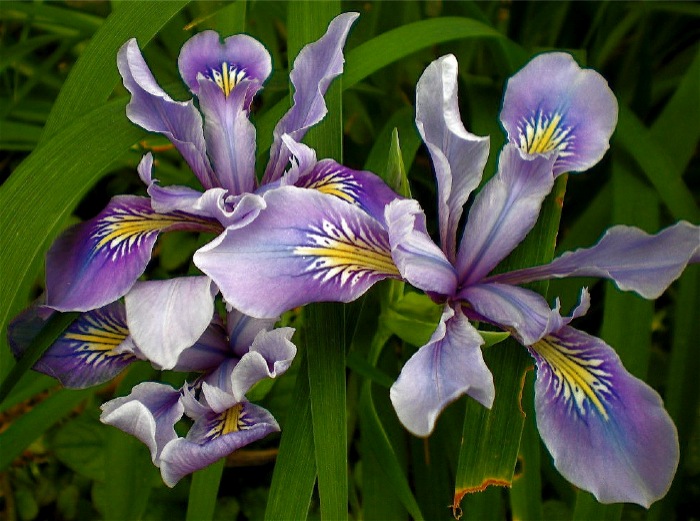 Urban Landscape, Native Landscape Pacific Coast Native Iris in the