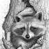 Raccoon wildlife pencil drawing