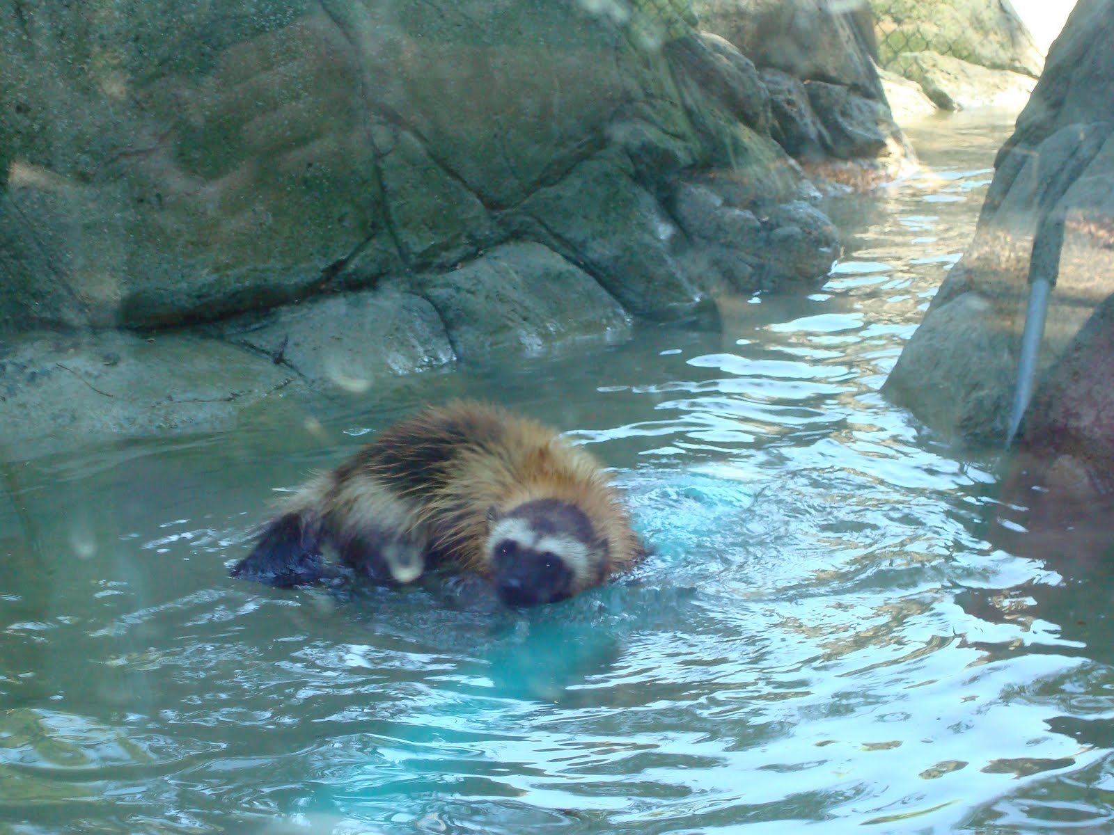 Kinnick Kay and Carver Lee Henson Robinson Zoo, Springfield, IL
