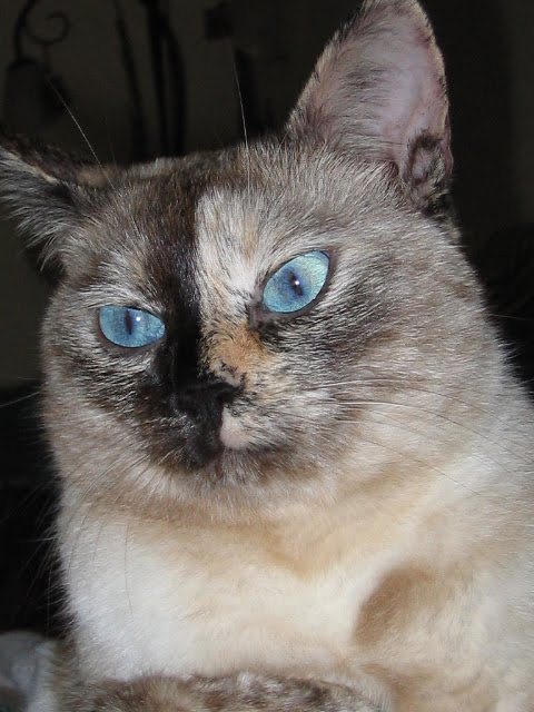 Perche Il Gatto Dorme Sulla Mia Pancia