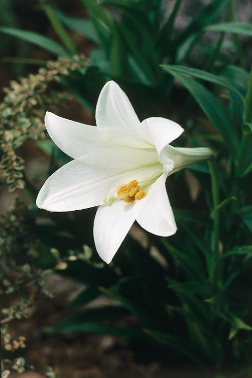 Fresh Flowers Delivery Wedding Flowers Decoration Beautyfull Lily Flowers