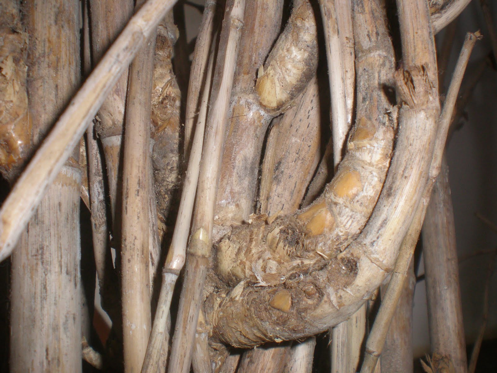 Bambu Unik Langka Detail Bambu 2 Bambu Geroyok Bambu Unik Langka Detail Bambu 2 Bambu Geroyok