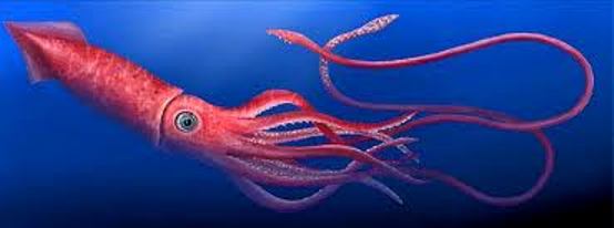animales de la creación animales de la creación