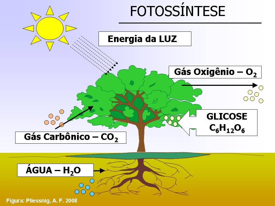 Qual O Nome Da Organela Relacionada A Fotossíntese