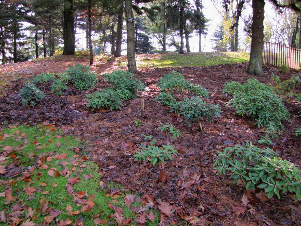 Brueckner Rhododendron Gardens Bioswale, Roses, Rhododendrons, Tree