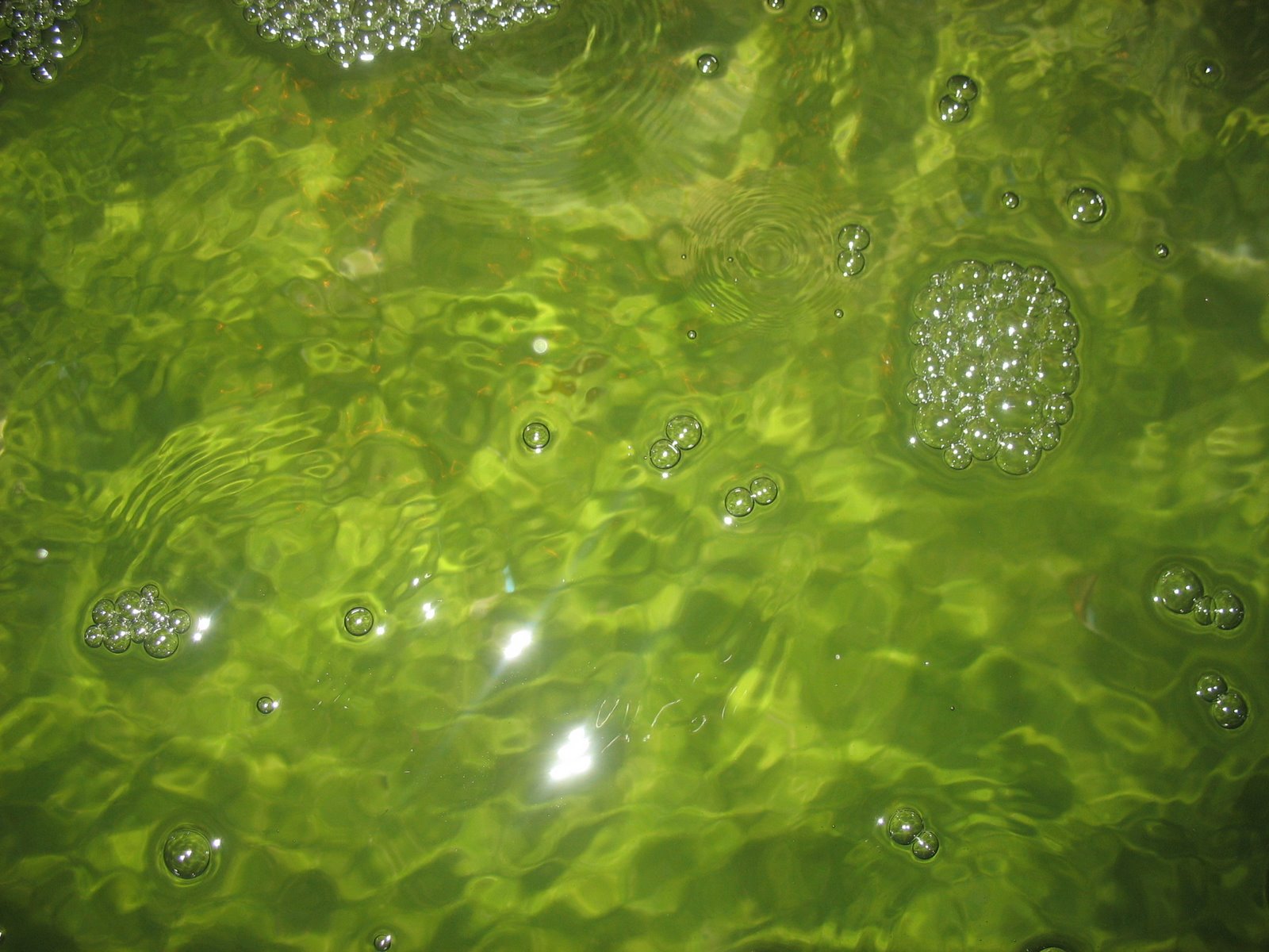 [Agua+Verde+14+Agosto+2007.jpg]