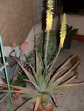 Aloe