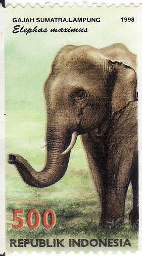 [Gajah+Lampung_01.jpg]