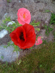 POPPIES ON RIVER BANK