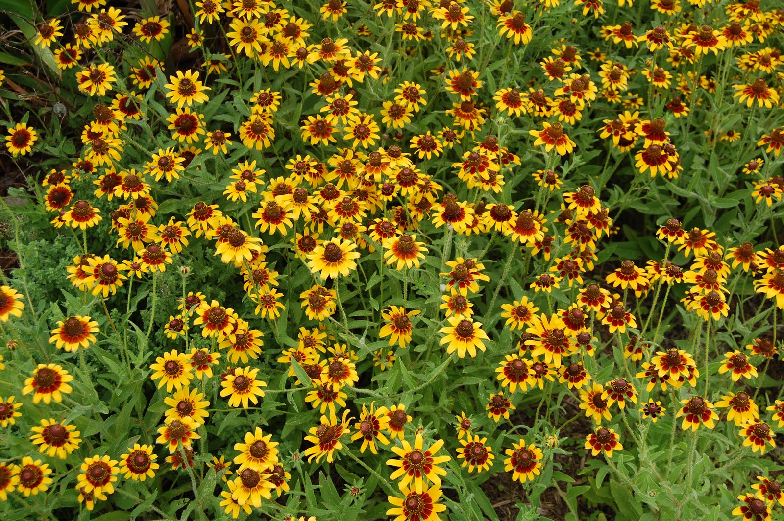 Brenda's "Texas Wild" Garden ClaspingLeaf Coneflower