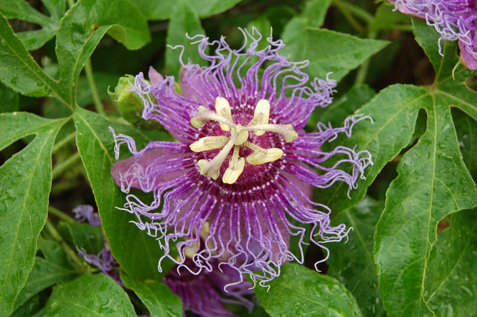 Brenda's "Texas Wild" Garden Purple Passion Vine
