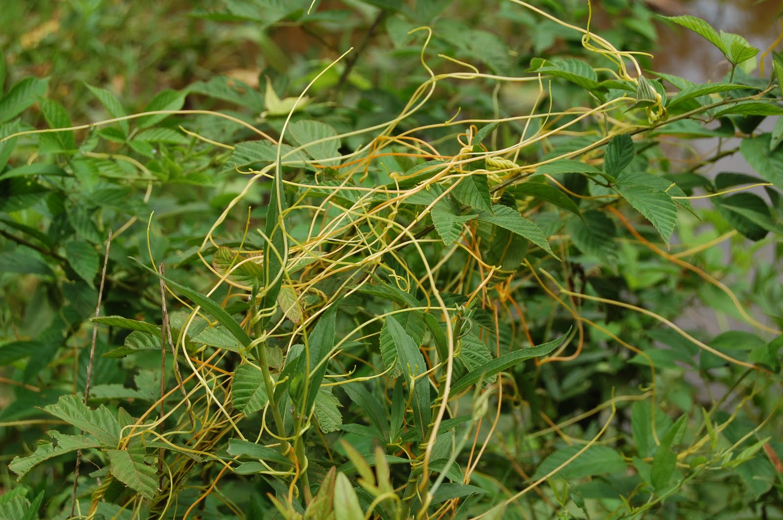 Brenda's "Texas Wild" Garden Dodder