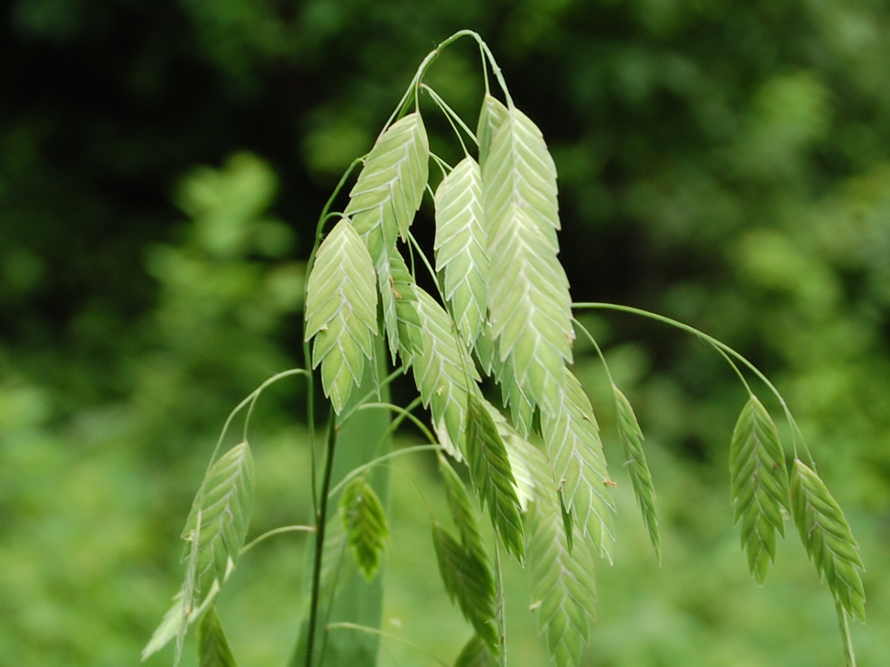 Brenda�s &quot;Texas Wild&quot; Garden Wild Oats