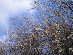 牛津的三月天，这绽放的是樱花么？