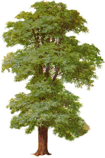 clip art sycamore tree - photo #41
