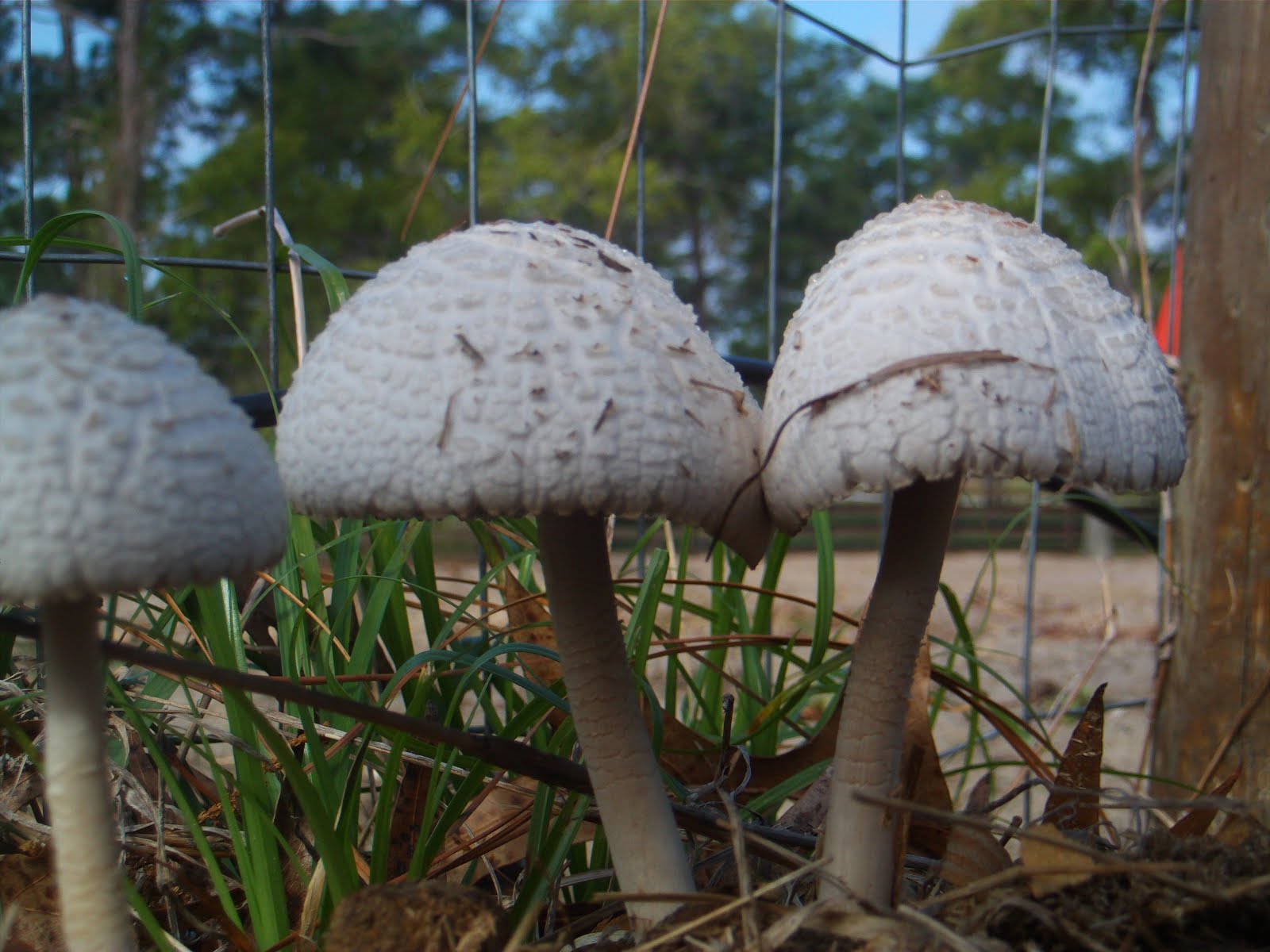 Pine Ridge Florida Horse Manure Mushrooms