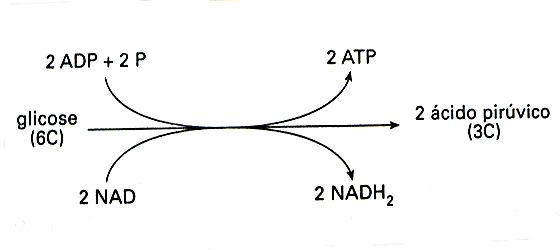 Casa do Exercicio: RESPIRAÇÃO CELULAR