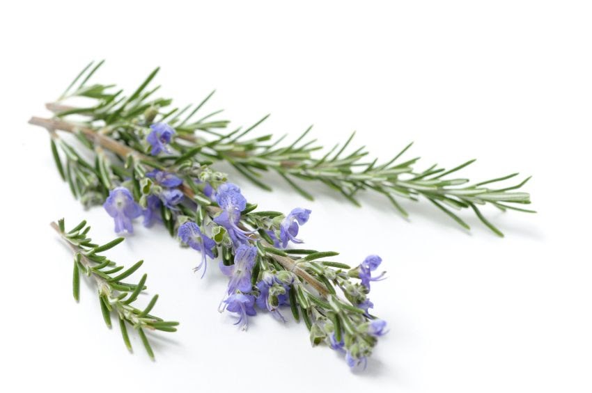 The Forest Apothecary: Rosemary Journal, Infusions and Research Started ...