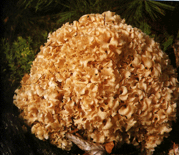 The cauliflower fungus