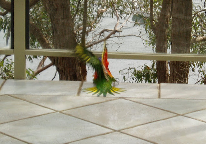 BIRD CRASH