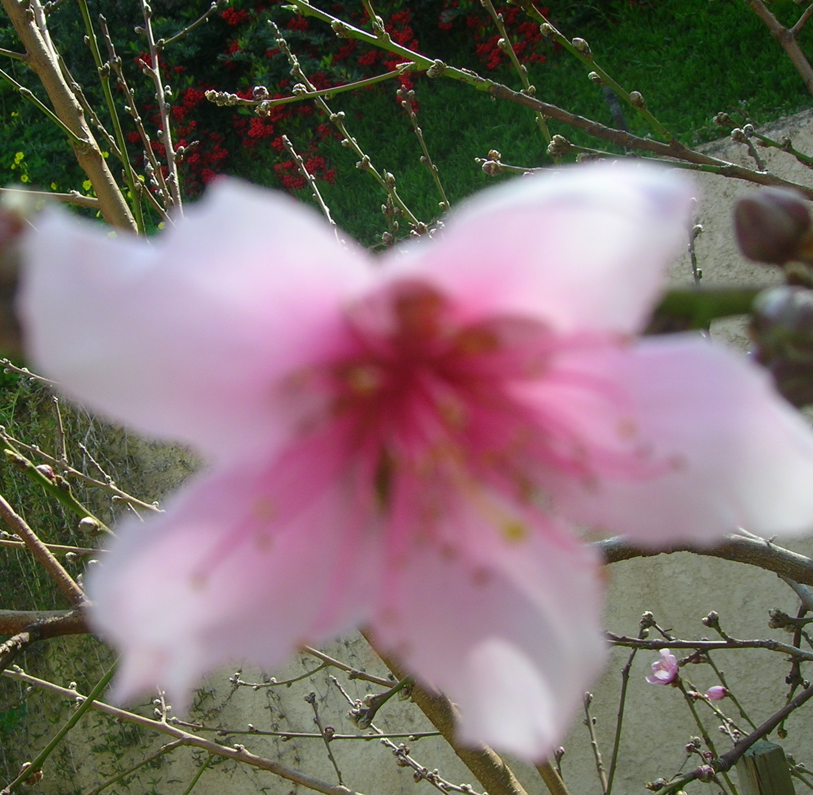 [DSCN3915_nectarine_blossom.JPG]